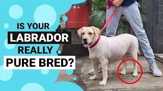 How to Identify a Pure Bred Labrador?