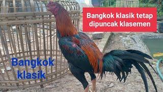 Keistimewaan ayam bangkok klasik