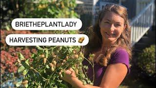 How to harvest peanuts