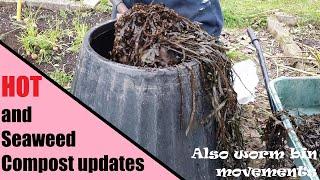 Hot and Seaweed COMPOST updates for December with worm move