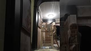 Жако Гоша за Путина #россия #путин #shorts #africangrey #tiktok #trending  #reels