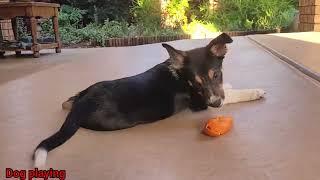 Funny dog  || Entertaining Growling Sounds from My Dog