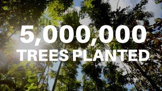 Ecosia has reached 5 million planted trees