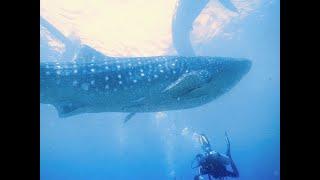 Scuba diving with Whalesharks