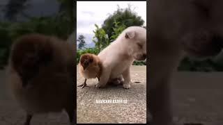 НУ ОЧЕНЬ ХОЧУ СПАТЬ. PUPPY, I REALLY WANT TO SLEEP