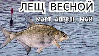 Как ловить леща весной: ГЛАВНОЕ, что нужно знать о ловле леща в марте, апреле и мае