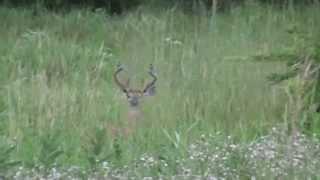 10 and 8 Point Bucks in Barryville, NY