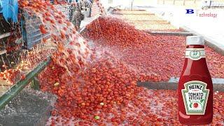 How Tomato Ketchup Is Made, Tomato Harvesting And Processing Process With Modern Technology