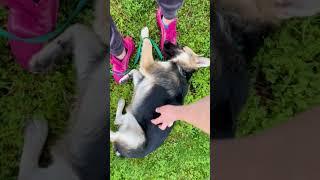 Rescuing The Most Scared Baby German Shepherd | The Dodo