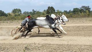 अजीम पटेल बिहिरिया चिमटा और डुंगरिया वाला बैलजोड़ी दौड़ मैली पट ox race maili