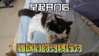 早起开门后，12岁猫咪的习惯性动作~