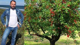  Сильнейшая и невероятно проникновенная песня Ярослава Сумишевского