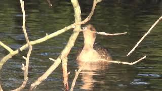 Eurasian Wigeon, Alexandra Park, Oldham, Greater Manchester