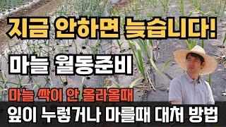 마늘싹이 나오는 시기 마늘 월동전 준비할 것들 비료 웃거름 영양제 주는시기