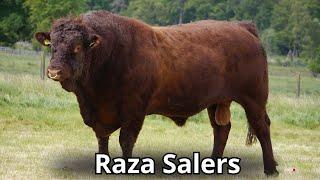 Raza bovina salers: Conoce una de las razas de ganados más viejas del mundo.