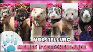 Vorstellung meiner sechs Frettchen  | Meet my Pets and Artist Sanny Sanary | Sazus Fellnasen