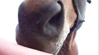 A horse's human salt lick.