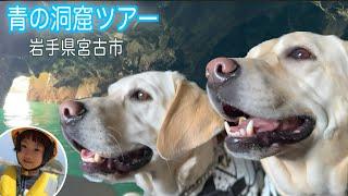 大型犬も一緒に乗船可！浄土ヶ浜青の洞窟ツアー行ってきました。岩手県宮古市