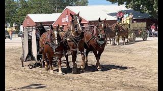 2023 Old Threshers Reunion Horses