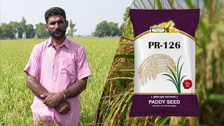 PR-126 Rice Crops | SVHSPL  Paddy Seeds PR-126