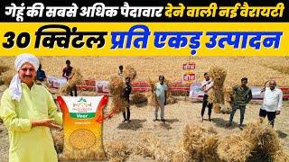 बंपर पैदावार और खाने के लिए सबसे बेस्ट गेहूं की वैरायटी  Veer Wheat Nuziveedu Seeds 