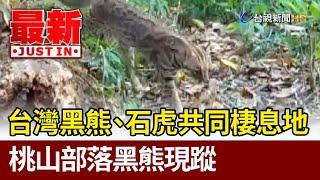 台灣黑熊、石虎共同棲息地 桃山部落黑熊現蹤【最新快訊】