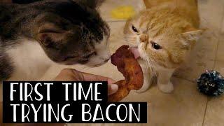 OUR CATS TRY BACON FOR THE FIRST TIME | SVEN AND ROBBIE