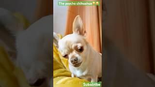 “Beware of The Psycho Chihuahua!  Small but mighty! ” #dog #cute #shorts