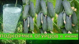 Я в Шоке! ОБИЛЬНЫЙ УРОЖАЙ ОГУРЦОВ ХОТИТЕ? ПОДЛЕЙТЕ ПОД ОГУРЦЫ ЭТО!