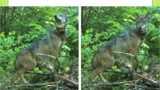 Red Cliff Wildlife Program: American Marten, Fisher & Wolf Conservation and Research