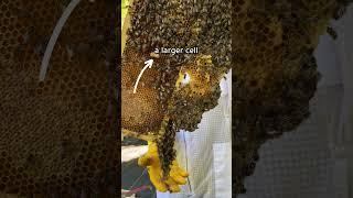 A Queen Bee Resource! #shorts #beekeeping #beekeepers #honeybees #bees #queenbee #beefacts