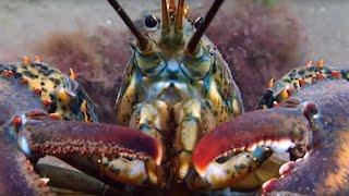 Lobsters Battle for a Breeding Pit | Blue Planet | BBC Earth