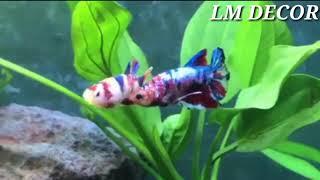 Amazing Building Mini Swimming Pool For Fishing
