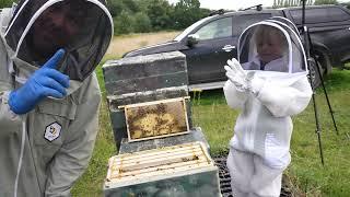 Bees Into Ivy's Beehive