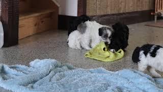 Cockapoo Puppies For Sale