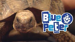 CBBC: Blue Peter - Ten Years of Shelley the Tortoise