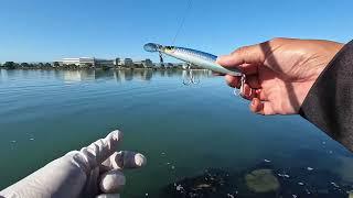 Quick 2 Hour Striper Session on SF Bay