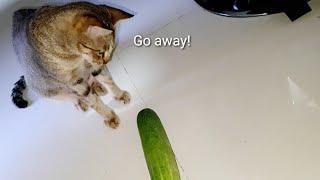 Funny Cats Vs Cucumber - The best cucumber "reaction" ever