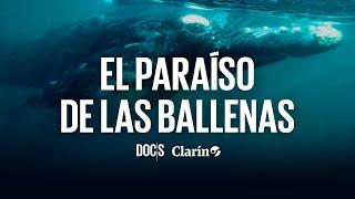 El PARAÍSO de las BALLENAS: cómo es el REFUGIO natural ÚNICO el MUNDO | Puerto Madryn