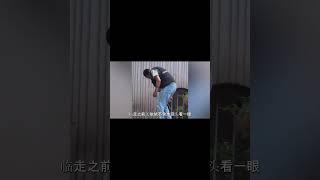 小奇迹与王奶爸的神仙感情 #追娱秀场 #panda #animals #疯狂动物园