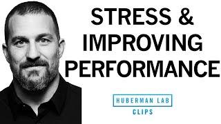 The Impact of Mindset on Stress and Performance | Dr. Andrew Huberman