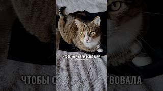 РАЗГОВОР С АЛИСОЙ: ЗАЧЕМ ЛЁГ НА ФУТБОЛКУ? #котики #юмор #животные