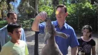 Jungle Island/Miami - VIP Safari Tour