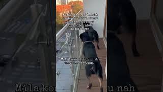 #hund #rottweiler #funny #germany #love #liebe #tiere #lustig #hunde #spaß