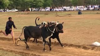 Tara dand mela tangdew 2018 Bull race #bullrace bail race bol race