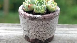 Coco's private succulent gallery Vol.14