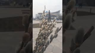Вербное воскресение#вербноевоскресение