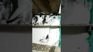 Teddy Pigeons Best Pigeons in the world || Syed Pigeons Officials