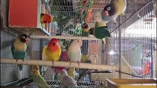 Lovebird Sounds - 1 hour of Lovebird Flock Chirping