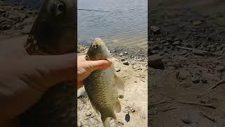 карась на силиконовую кукурузу собственного производства